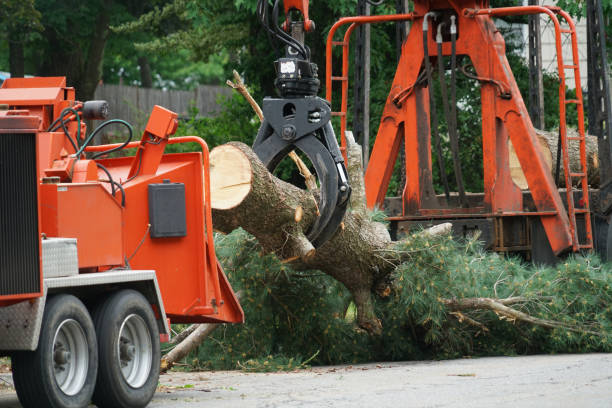 Tree Root Removal in Laurel, VA